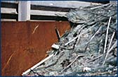ALTGLAS
